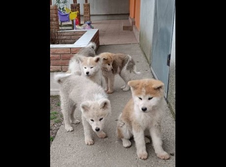 japanska akita 01.jpg